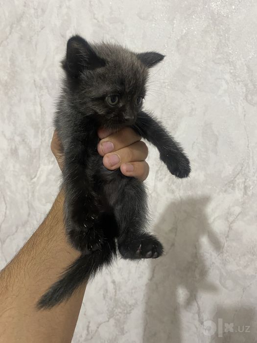 Котёнок британский