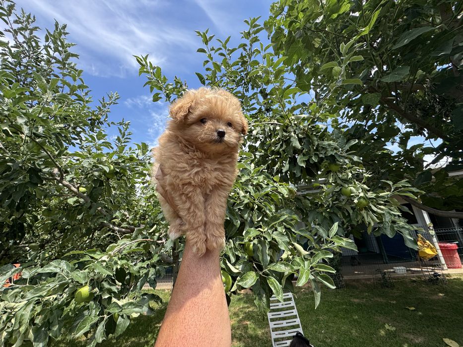 Продавам помапу - възможна доставка