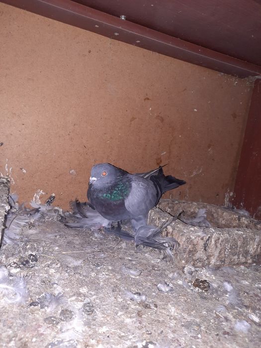 Птица голубы широкохвости