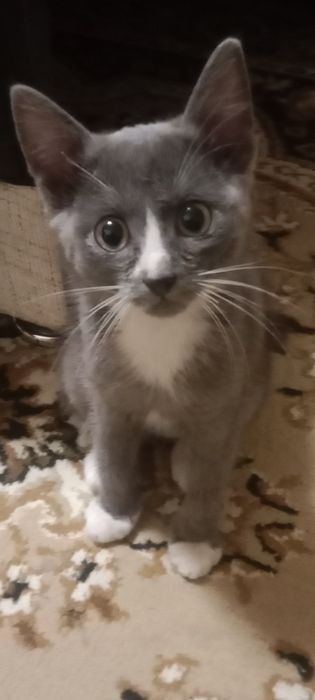 От дам даром котят