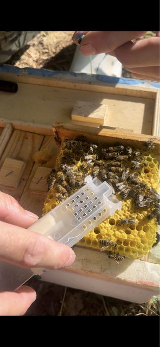 Плодные матки ф1