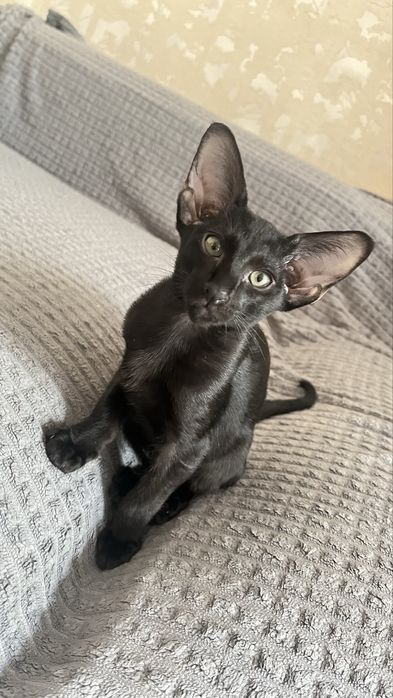 Ориентальные котята