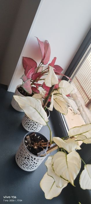 Комнатные  цветы