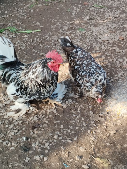 Disponibil un cocoș și 4 găinușe.