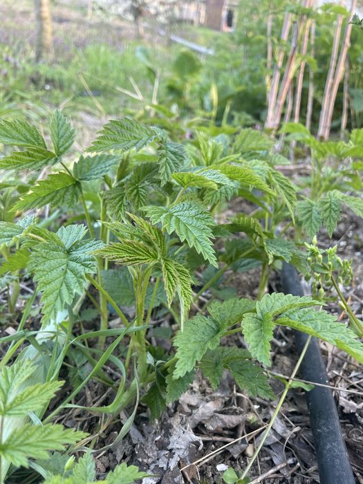 Vând puieți de zmeură face o singură data pe an