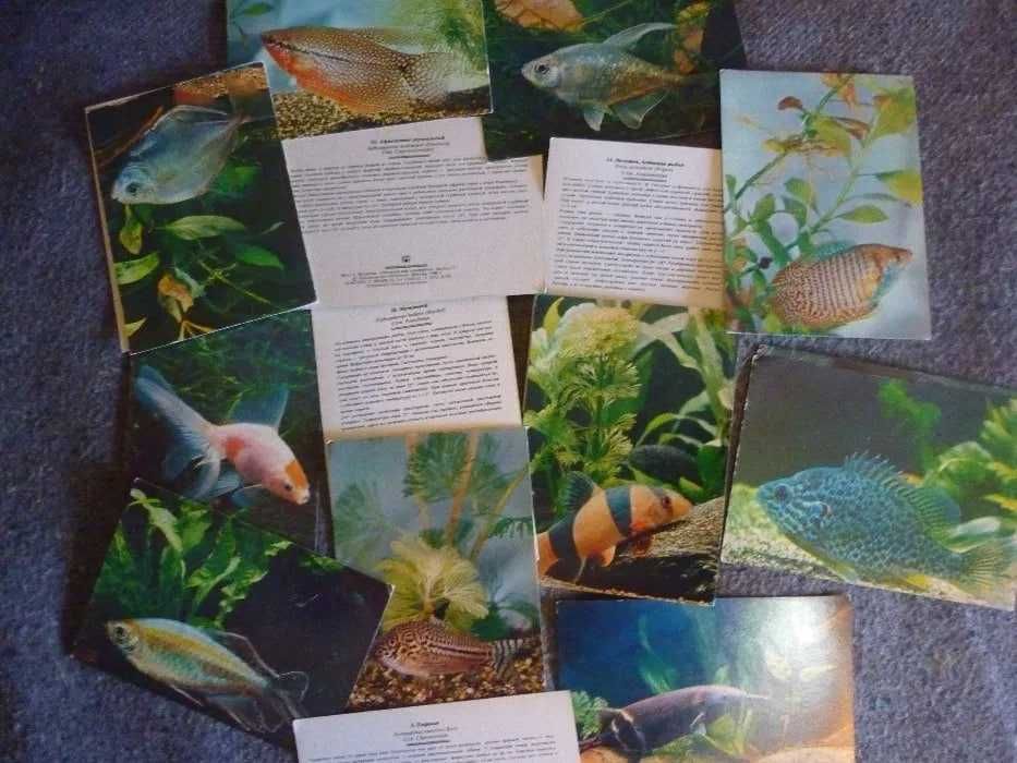 Продам книгу Аквариум в школе Набор открыток  Мир аквариума СССР