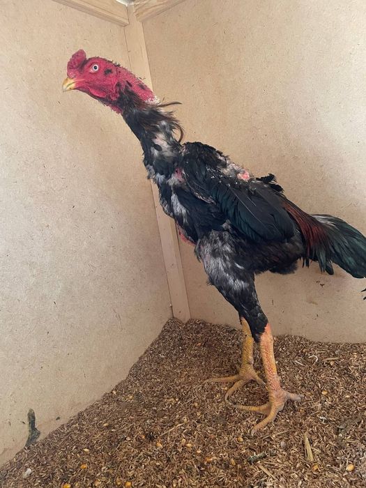 Aprel jojasi 9 ta yutug'i bor tanachilarni o'chirib yutdi