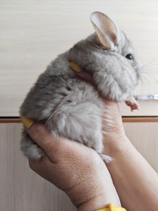 Продается шиншилла