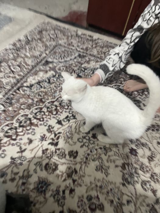 Мушук Текинга берамиз