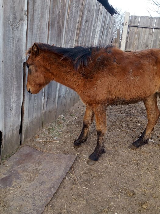 Продам жеребенка