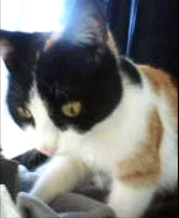 Ofer spre adopție pui de pisica