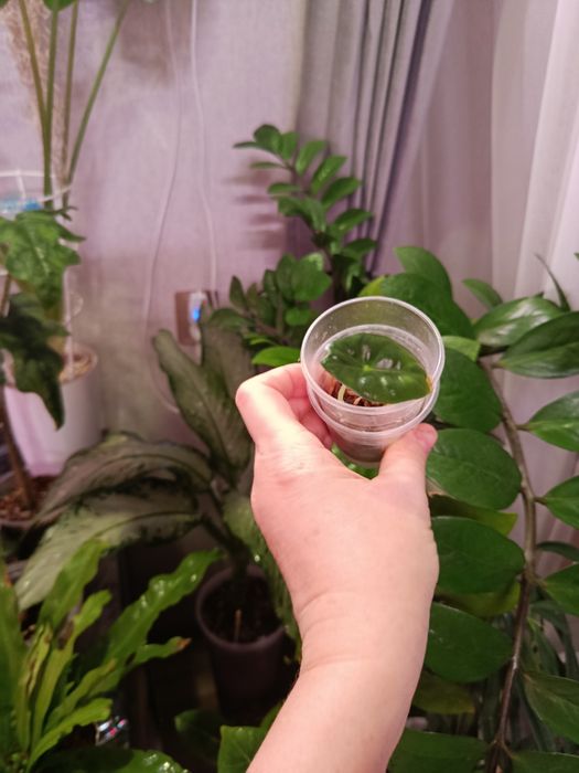 Продам  комнатные цветы