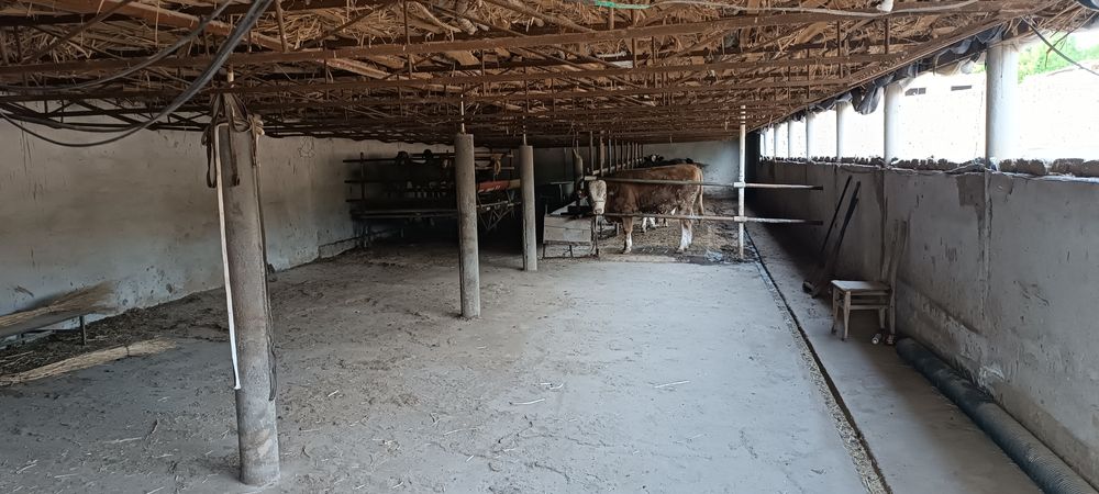 Ферма  арендага берилади мол, паранда, куй бокиш учун хамм