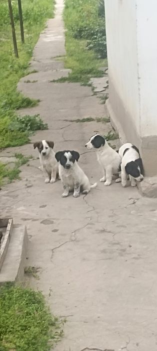 Щенки в добрые руки