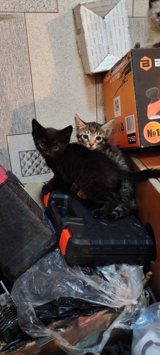Отдам котят в хорошие руки