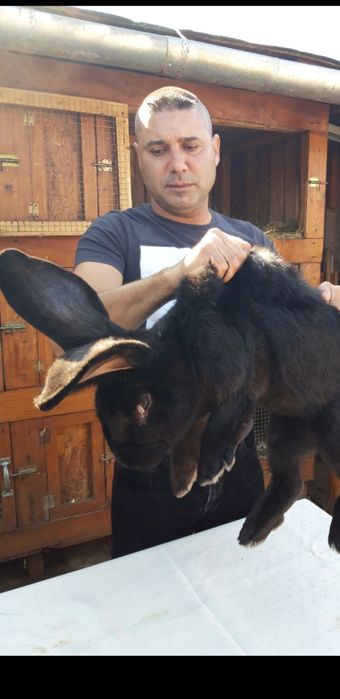 Iepuri Uriași german