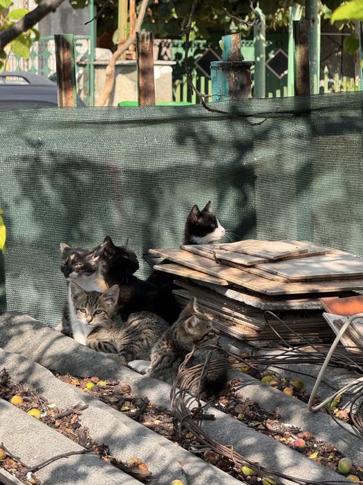 Подарявам котенца