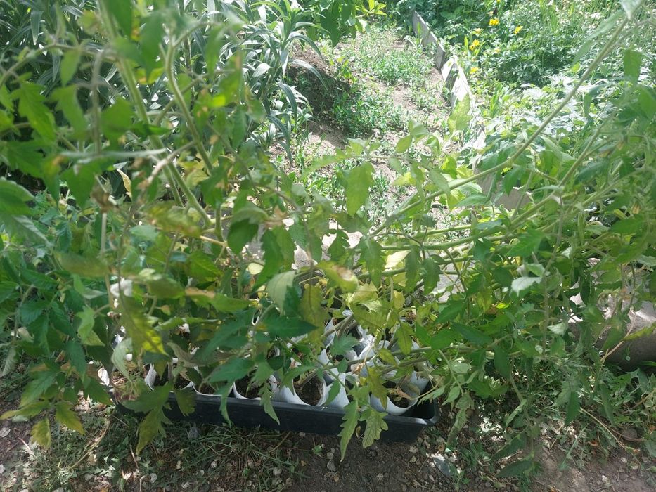 Продам рассаду помидор