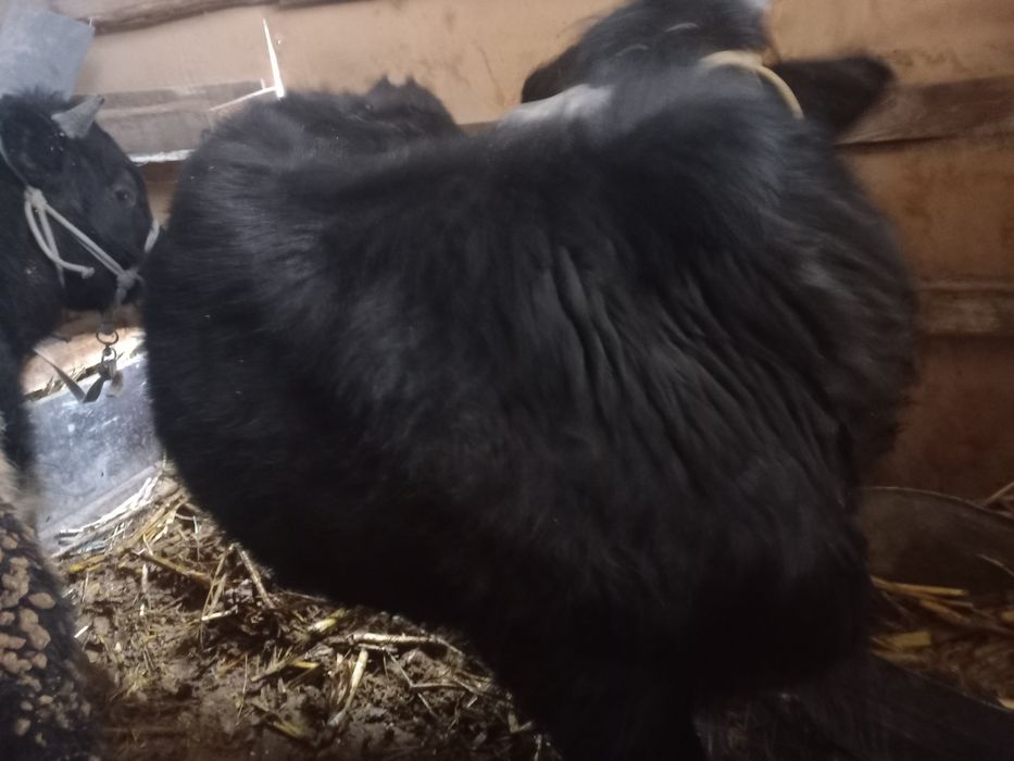 Продам бычки срочно