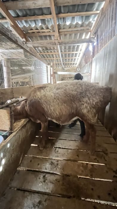 семіз Қойлар сатылады