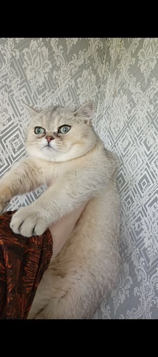 Britanskiy shinshilla sotiladi