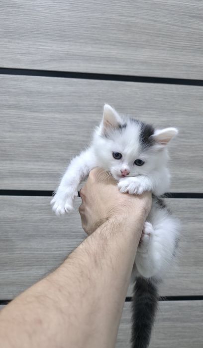 Домашний котёнок.