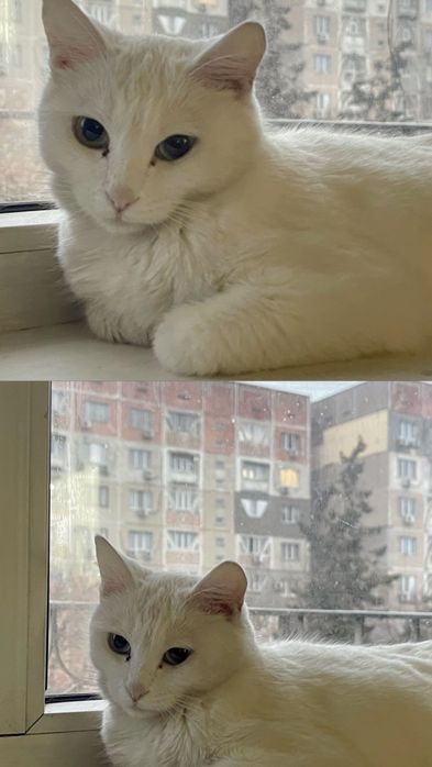 Игуро ищет свой дом