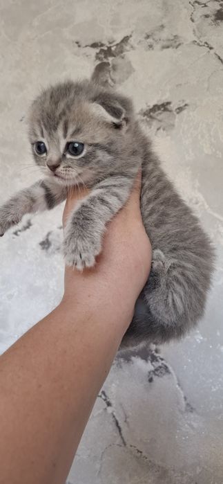 Шотландские вислоухие котята