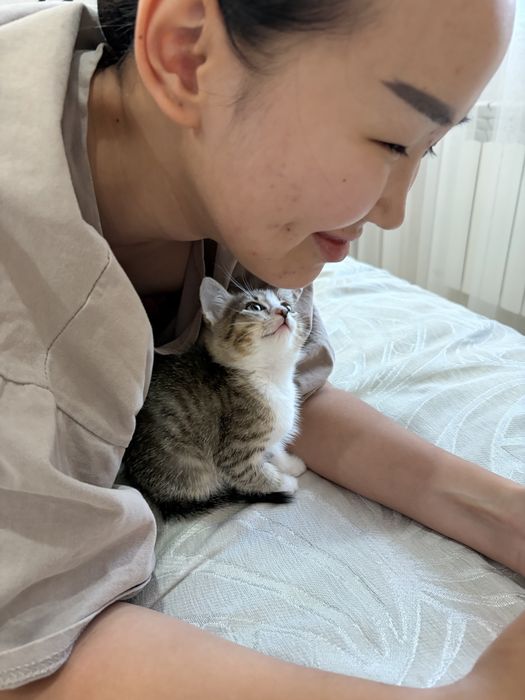 Котенок девочка бесплатно