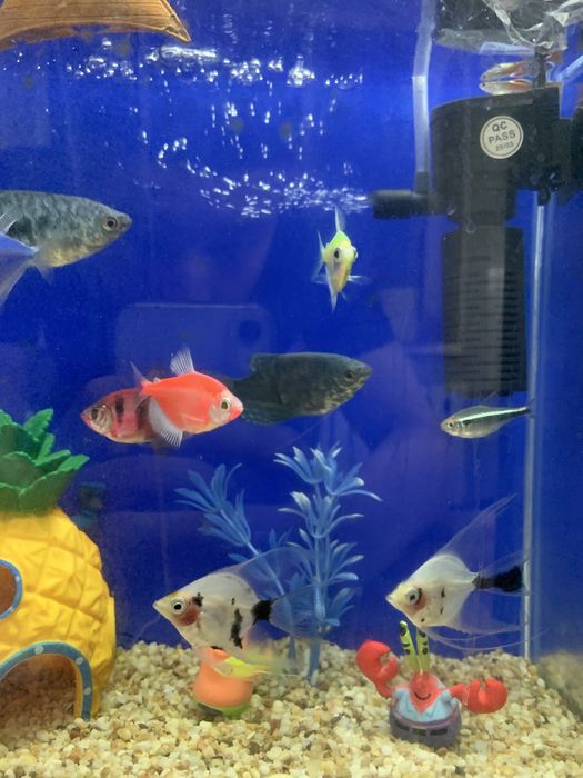 Аквариумные рыбки