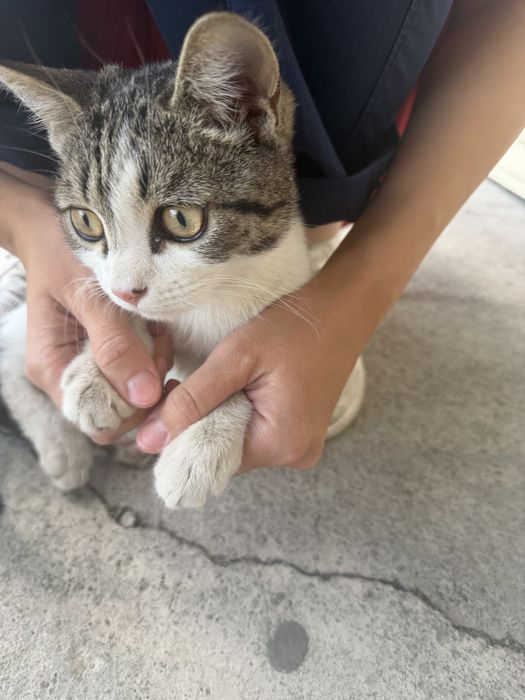 Котенок мальчик в добрые руки