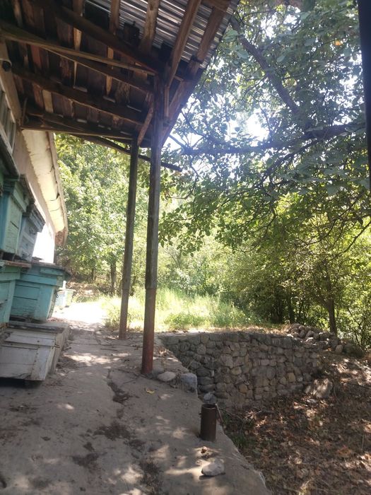 Уй сотилади 15 сутки сув сивт бор