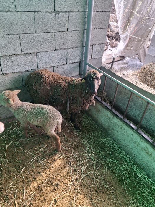 Продам матку с ягненком