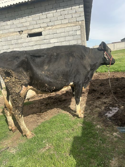 Гольштин черный пестер