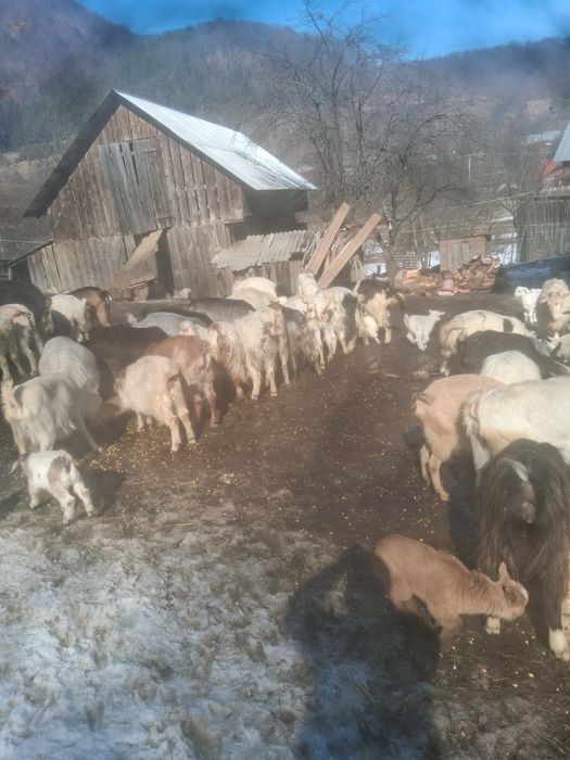 Vindem capre bune sunt o parte fătatate o parte trebuie să fete