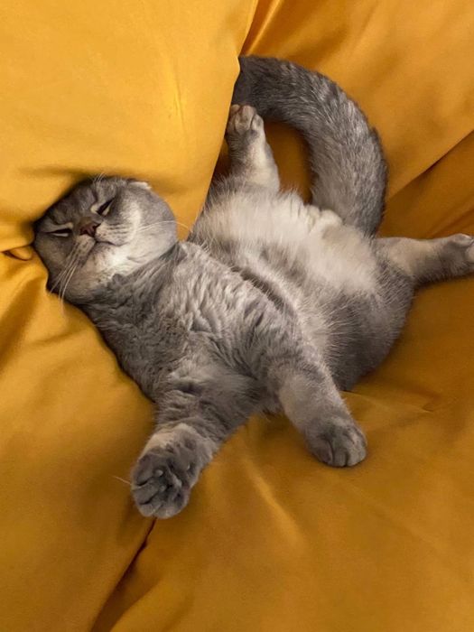 Ищем жену для нашего кота