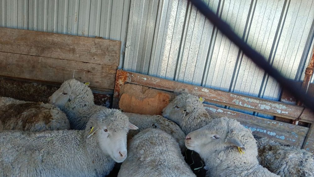 Қой сатылады. Семіз, байланған.