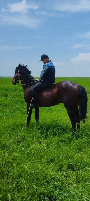 Кокпар ат сатылады 5 жасар срочна