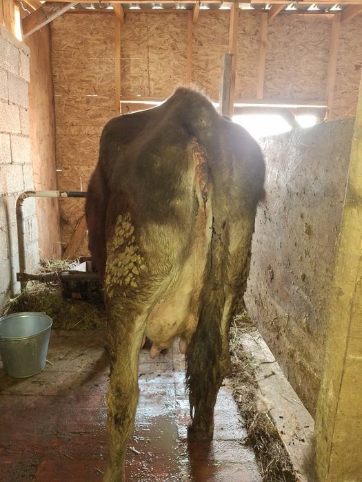 Сиыр сатылады Алатау сутти