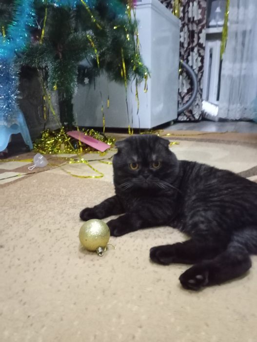 Брутальный жених