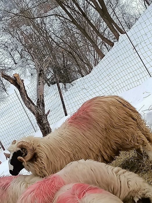 Schimb un mior breaz