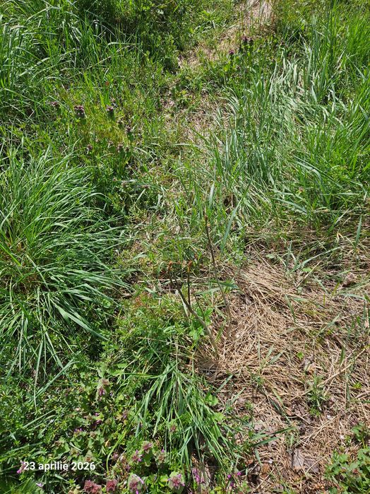 Iarba de vanzare in Pietrosani Arges si Domnesti si urzici. Pruni, meri, nuci micuti sau mari pentru plantat in gradini. Rugi de mure si zmeura.