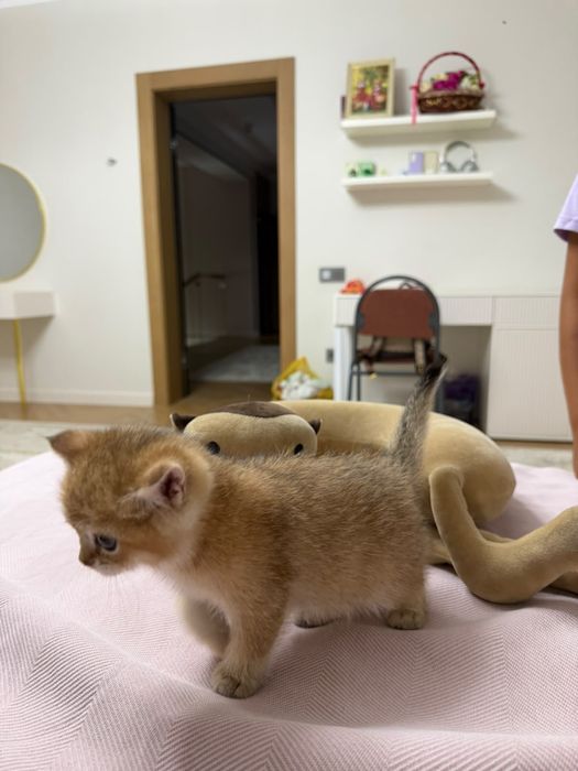 Золотые котята британские