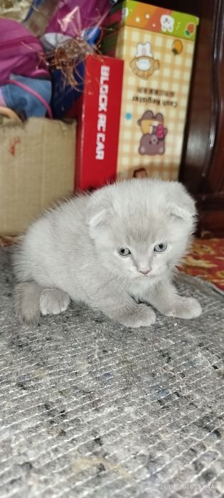 Вислоухие котята