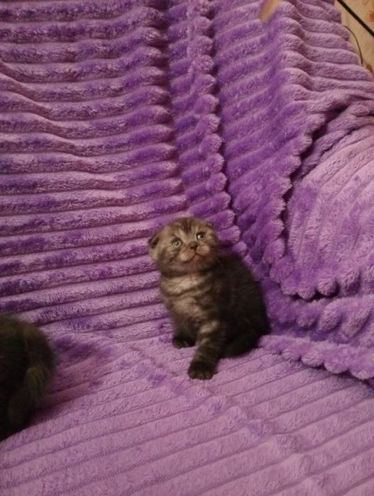 Продам шотладских котят с документами.