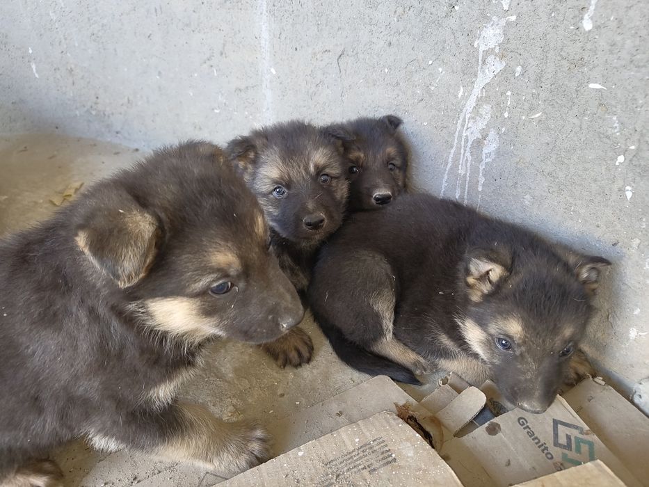 Овчарка зотли ит