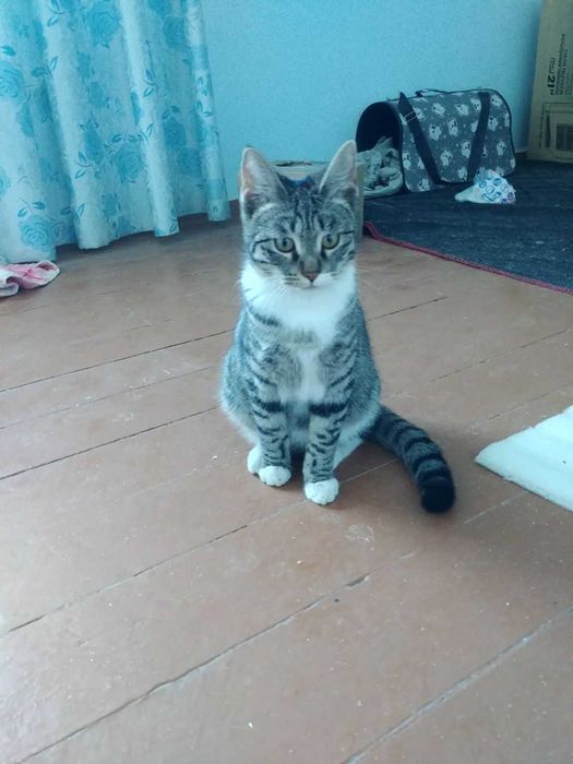 Отдам двух замечательных кошек в добрые руки!