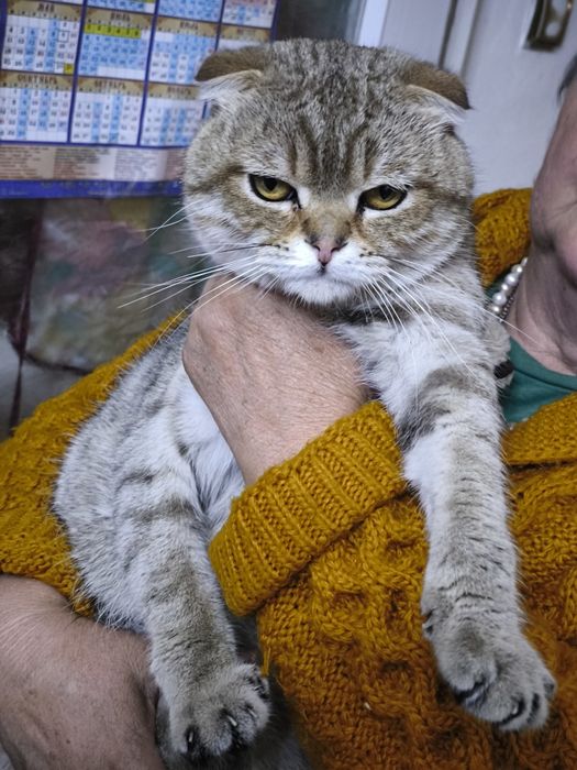 Кот, котик, кошка, котенок