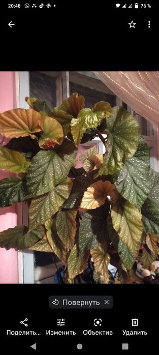 Декоративные,комнатные цветы