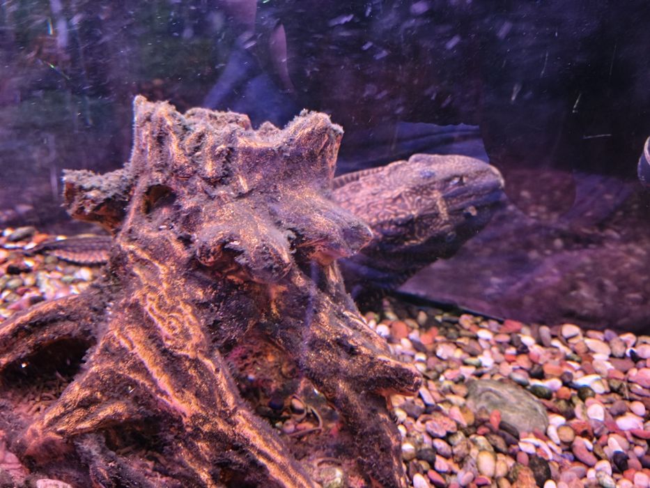 Аквариумный парчовый сом